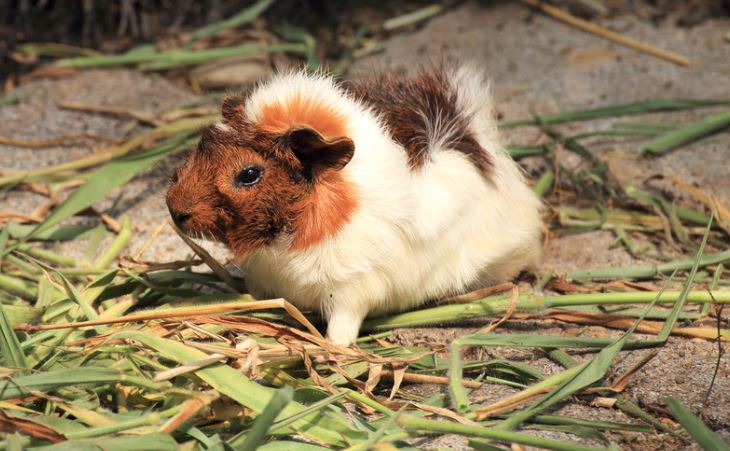 Plants Can Guinea Pigs Eat